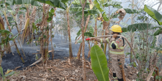 Incendio forestal de baja altura en una zona con árboles y vegetación; se observa humo disperso entre los troncos y el suelo cubierto de hojas secas y material vegetal.