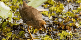 Ave acuática de plumaje café y cabeza marrón clara caminando entre vegetación flotante sobre una superficie de agua, mientras busca alimento con el pico entre las plantas.