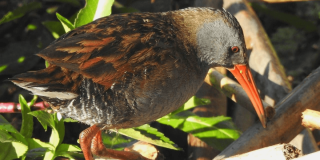 Tingua de pico rojo de plumaje oscuro y cabeza gris, posada sobre una rama entre hojas verdes.