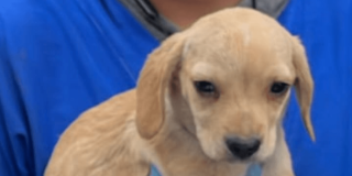 Cachorro de pelaje color beige claro con orejas caídas, observado en primer plano sobre una superficie azul.