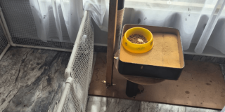 Recipiente amarillo con agua sobre una base de madera junto a una estructura metálica de malla, en un espacio interior con piso gris.