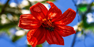 Primer plano de una flor roja con pétalos cubiertos de gotas de agua, iluminada por la luz natural, sobre un fondo desenfocado en tonos azules, blancos y verdes.