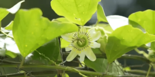 Flor de pasiflora rodeada por hojas verdes iluminadas por la luz natural, con tallos enredados y fondo desenfocado.