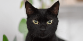 Foto en primer plano de un gato de pelaje negro con ojos claros y orejas erguidas. El animal ocupa el centro de la imagen y aparece sobre un fondo desenfocado en tonos claros y verdes.