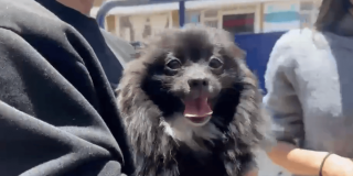Foto del perrito pomerania negro.