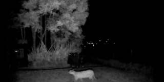 Puma captado por cámara de monitoreo nocturno mientras camina sobre una superficie despejada junto a árboles y vegetación alta.