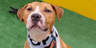 perro marrón con pañoleta blanca mira a la cámara en un escenario con fondo de pasto artificial