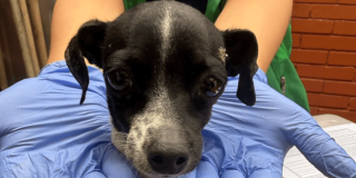 Perro de tamaño pequeño de pelaje negro y blanco, sostenido con una mano enguantada de color azul durante una revisión.