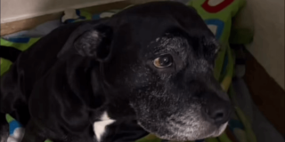 Primer plano de una canina de pelaje negro con una mancha blanca en el pecho. El animal mira hacia un lado mientras permanece en un espacio interior con fondo desenfocado.