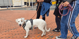 Foto de perrita Blanquita, cuidada por Alexis, Gestor del Orden.