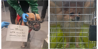 Foto de perros aprehendidos en el aeropuerto El Dorado de Bogotá