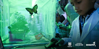Foto que muestra un niño y mariposas 