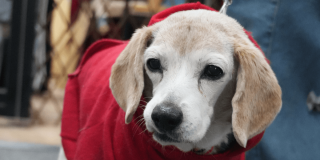 perro de pelaje claro con chaleco rojo permanece en primer plano mientras es sostenido con una correa. El fondo aparece desenfocado y muestra personas y estructuras de color azul en un entorno exterior.