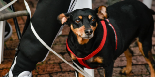 Foto de un perro negro con cafe y una correa roja.