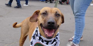 Perro de pelaje café y hocico oscuro, con pañuelo blanco estampado, sostenido con correa durante una jornada de adopción. El animal ocupa el primer plano de la imagen mientras, al fondo, se observan asistentes y mascotas en un espacio al aire libre.
