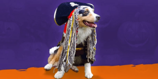 Perro disfrazado de pirata con sombrero negro de calavera y largas rastas decorativas, sentado sobre un suelo naranja frente a un fondo morado.