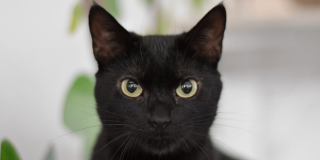 Foto de un gato de negro con ojos claros 