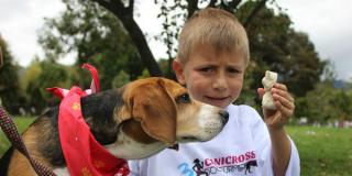 Balance 'Festival de Verano 2015'