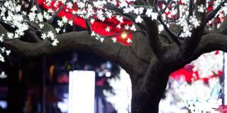 Programación navideña en Kennedy