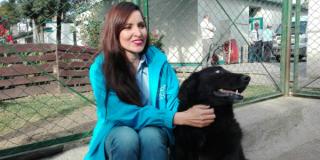 75 perros y 15 gatos podrán ser adoptados