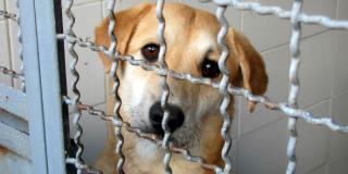 Jornada de adopción de mascotas