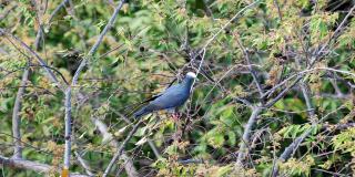 Vida silvestre - Foto: Agencia de Medios UN- UNIMEDIOS