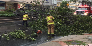 Bomberos de Bogotá atendiendo una emergencia por árbol caído