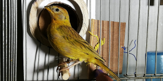 Canario Sicalis Flaveola, una de las aves rescatadas - Foto: Secretaría de Ambiente