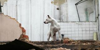Bomberos de Bogotá enváin perros rescatistas a México - FOTO. Prensa Bomberos