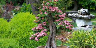 Bonsái - Foto: Pixabay 