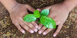 Primer plano de las manos de un niño sembrando una planta.