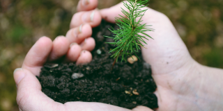Manos con un árbol.