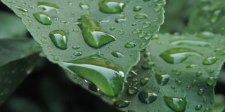 Primer plano de hojas mojadas con agua de lluvia.