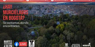 Los murciélagos son mamíferos nocturnos que habitan en los humedales y parques de Bogotá.