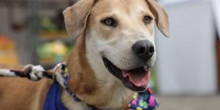 La jornada será de 11:00 a.m. a 3:00 p.,m, en el Centro Comercial El Edén