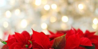 Programación Navidad 10 de diciembre