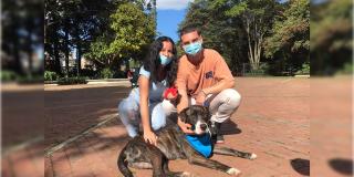 12 y 13 de febrero: Jornada de adopción de animales en Bogotá