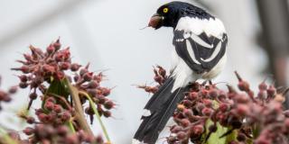 Avistamiento de aves este 11 de febrero en el cerro de Monserrate