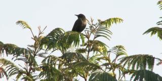 Avistamiento de aves y fauna este 20 de febrero en la capital del país
