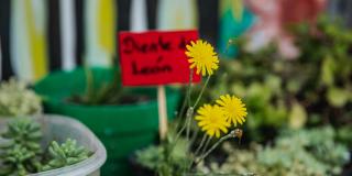Esquina Redonda: Plantas que sanan en la Biblio Itinerante de la FUGA