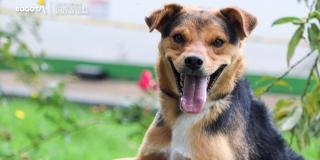 Jornada de adopción de animales en el Centro comercial La Colina