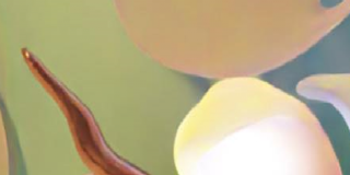 Artivismos y acuerpamientos: una conversasión con Mujeres al Borde