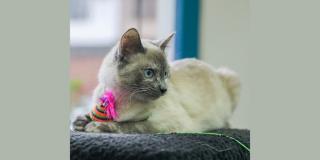 ¿Dónde habrá brigadas médicas para animales esta semana?