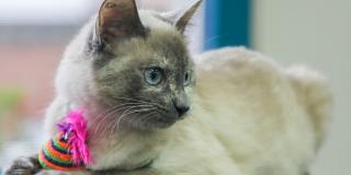 Gran jornada de adopciones de gatos este sábado 27 de agosto en Bogotá