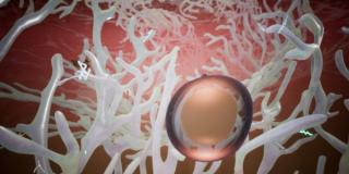 Sue Huang & Jonah King