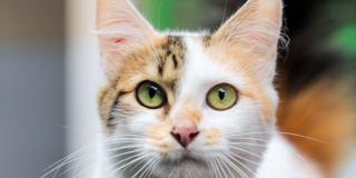 Jornada de adopción de animales en La Santamaría en diciembre 2022