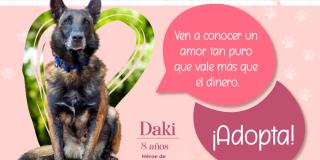 Jornada de adopción de perros y gatos