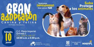 Conoce un amigo en la 'adoptatón' de perros y gatos en Suba ¡junio 11!