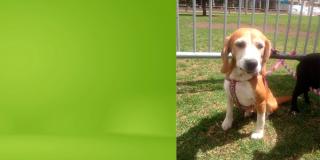 Gran jornada de adopción de perros en la Cinemateca al parque ¡Anímate! 