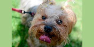 Festival de mascotas del IDRD Somos la huella que dejamos en Bogotá